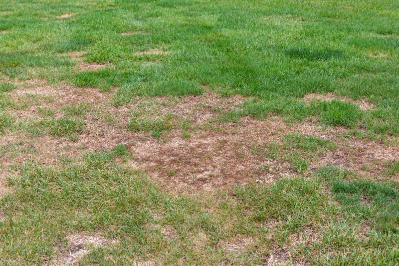 Damaged Yard Repair