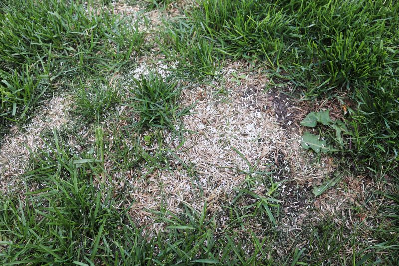 Grass Repair